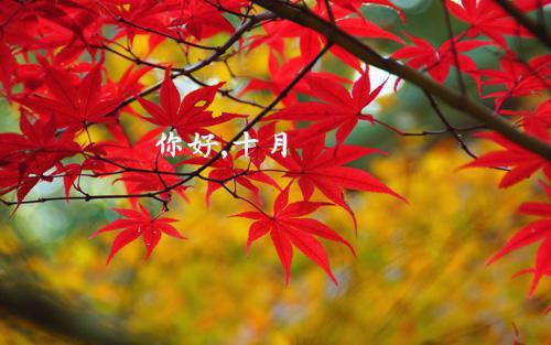回首爱意两茫茫：在线免费苏暖暖厉霆深推荐完本_已完结回首爱意两茫茫：在线免费（苏暖暖厉霆深）