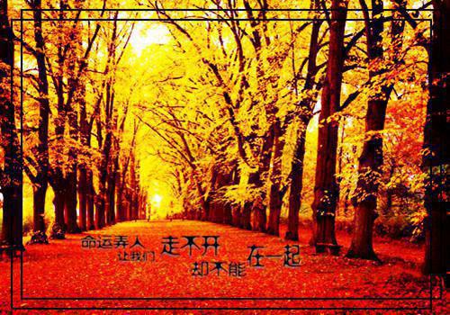 谁与你白头成眷：：全本小说推荐（沈意欢陆沉舟）全章在线无广告高口碑小说