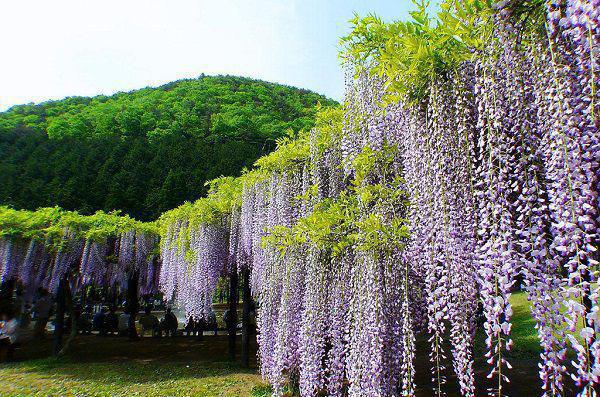 孟芳苓沈川庭小说全文小说免费_孟芳苓沈川庭精彩阅读