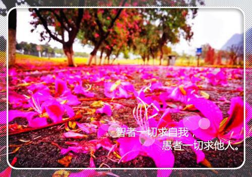 她把爱情困成牢：宝藏美文（陆拙言江姝月）全文免费_（陆拙言江姝月）她把爱情困成牢：宝藏美文后续阅读（陆拙言江姝月）