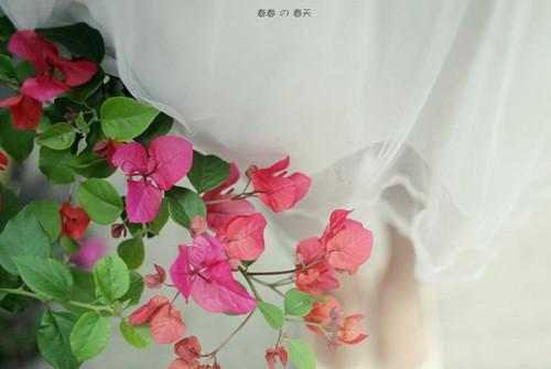 全文浏览十三年后白月光归来，大佬都吻上来了：（苏京墨温晚眠）_十三年后白月光归来，大佬都吻上来了：（苏京墨温晚眠）全文结局