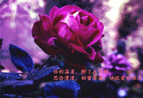 简清欢司择简清欢司择全本免费小说目录试读