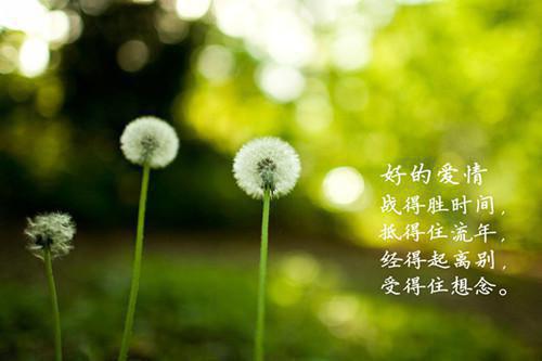 不负斜阳最新小说（承之,顾家,陆少爷）全文阅读