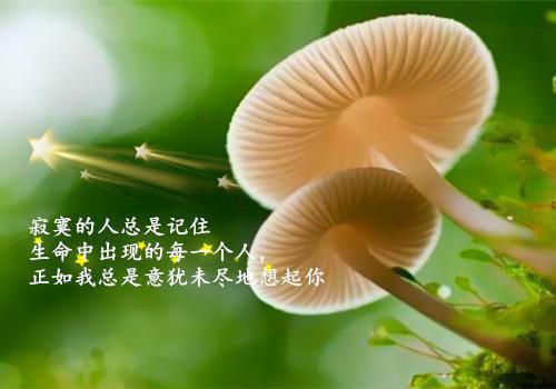 旧时桃花不相逢：最（段珩野夏星禾）全文免费_（段珩野夏星禾）旧时桃花不相逢：最后续阅读（段珩野夏星禾）