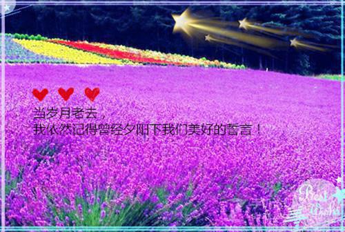(微风轻拂又见你：结局+番外)结局番外（林书意陆沉）全文免费阅读无弹窗大结局_(微风轻拂又见你：结局+番外)最新章节列表_笔趣阁（林书意陆沉）