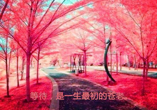 (番外)+(结局)宁芙宗肆（重生后绝不嫁给权臣:结局+番外）全文免费阅读无弹窗大结局_(宁芙宗肆)最新章节列表_笔趣阁（重生后绝不嫁给权臣:结局+番外）