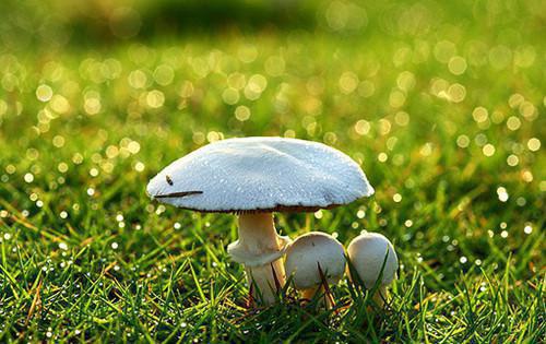 (番外)+(全文)许是曾经有相思：全文完结最新章节免费阅读_（阮雾梨闻砚辞）许是曾经有相思：全文完结全文免费在线阅读_笔趣阁（阮雾梨闻砚辞）