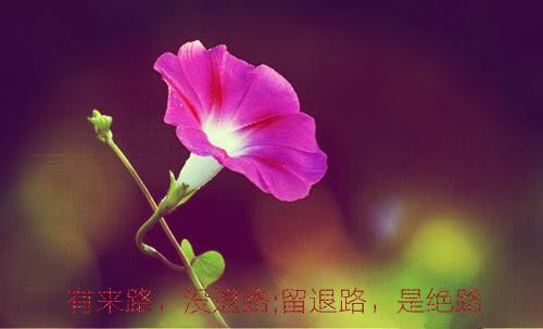 春尽人不归：后续章节在线阅读（阮彦初骆澜月）最终终章全书在线下载阅读无干扰