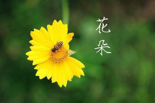 公主回归：京城大佬轻点宠（元织鹿白鹤鸣）最新推荐_最新推荐公主回归：京城大佬轻点宠（元织鹿白鹤鸣）