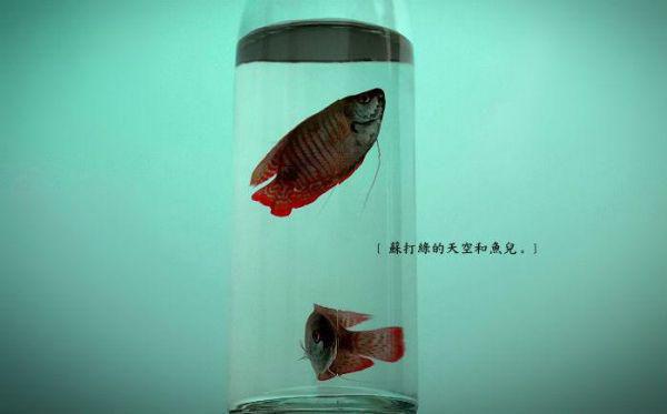 (番外)+(全文)流光错系断蓬之舟沈煜：无广告txt下载阅读_(沈煜谢晚烟)流光错系断蓬之舟沈煜：无广告免费阅读全文最新章节列表_笔趣阁（沈煜谢晚烟）