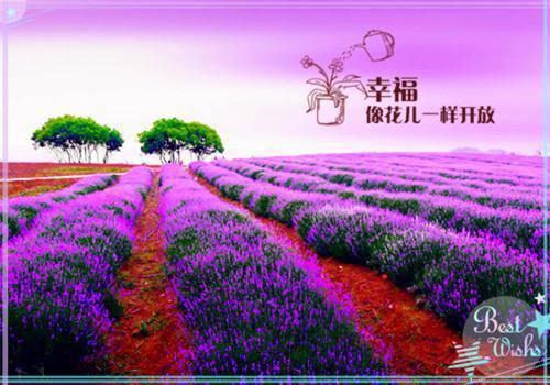 温愉贺聿风：+完结+后续最新章节_温愉贺聿风：+完结+后续全文阅读