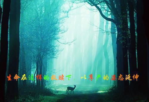 明月不知故人心全文清爽版在线+无广告结局（苏辰洲沈歆）