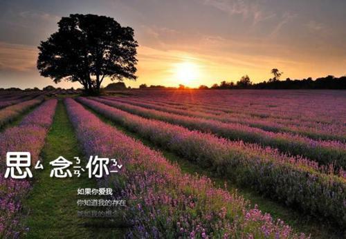 （龙缺,凤倾瑶）龙缺凤倾瑶（又名：龙凤合欢劫）在线阅读最近更新