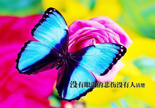我们终究两不相欠：后续更新+番外必读（苏念瓷裴沉野）已完结，我们终究两不相欠：后续更新+番外必读已完结