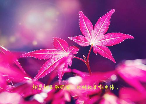 走过最遥远的路是你沈辞姜知夏（白蕊,姜知夏,沈辞）最新推荐_最新推荐走过最遥远的路是你沈辞姜知夏（白蕊,姜知夏,沈辞）