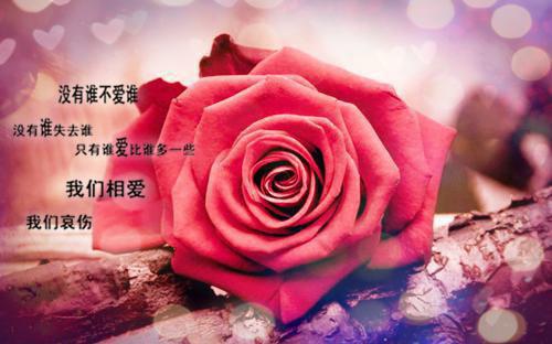 江意陆云霆：结局+番外最新章节全文清爽版在线+无广告结局（江意陆云霆）