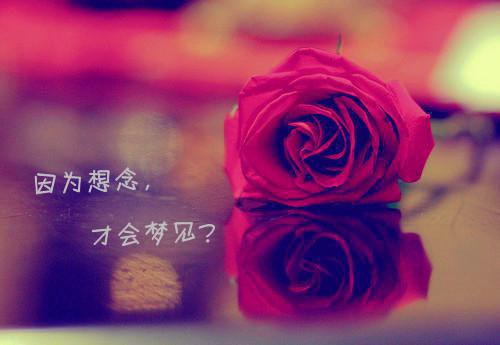 完结文他与旧约，风月难追：免费最新章节列表_完结文他与旧约，风月难追：免费全文免费阅读（许云峥倪思林蕊思）