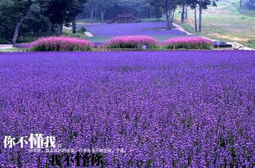 重生后，太子逼她再入东宫小说沈蔚兰萧重弈热门小说完整版阅读