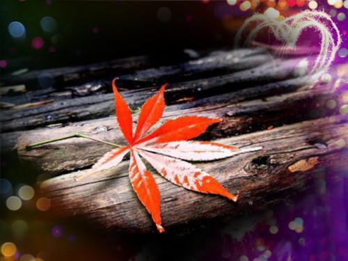 段西辰再见已无剧中人：新鲜出炉最新小说（莫雪凝段西辰）全文阅读