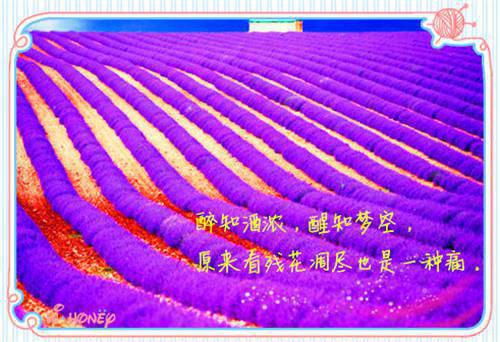 情似繁花渐落虞薇歌：后续免费傅晏明虞薇歌推荐完本_已完结情似繁花渐落虞薇歌：后续免费（傅晏明虞薇歌）