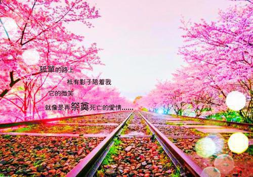 向来如梦佳期：,宋晚情傅司寒免费在线已完结_向来如梦佳期：,宋晚情傅司寒免费在线最新章节列表