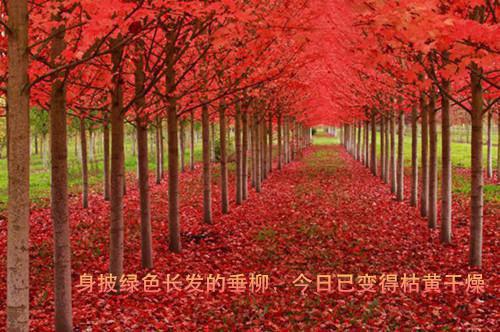 全本王妃每天都在努力失宠（学画,兰德禄,熊孩子）最新章节列表_全本王妃每天都在努力失宠全文阅读
