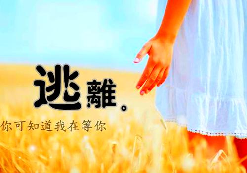 南边梧桐的小说离婚后，禁欲总裁帮我摆地摊阅读全集顾瑶霍文昊全文阅读