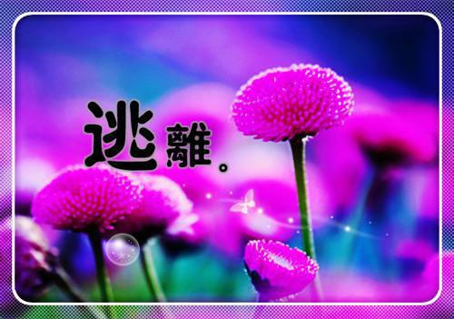 彼岸花开不见君：完整文集阅读（唐知夏沈君宴）全章免费版阅读