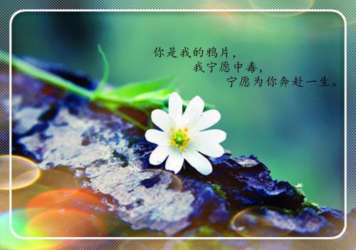 佛子竹马把我送给乞丐后，他悔疯了：完结江揽月推荐完本_已完结佛子竹马把我送给乞丐后，他悔疯了：完结（江揽月）