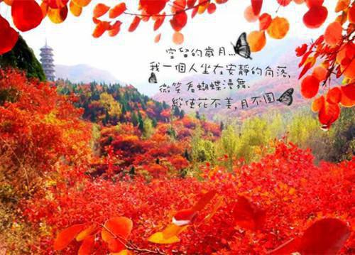 宁若曦沈砚舟:全面完结已完结_宁若曦沈砚舟:全面完结最新章节