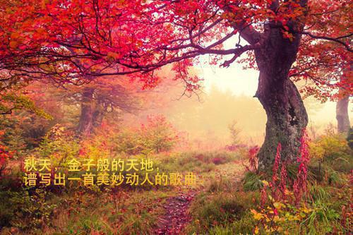 穿书七零：娇弱炮灰被兵王宠上天全文小说萧灼安乐宁小说在线阅读
