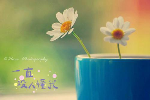 完结人面桃花长相忆阮雾梨：+全章节阅读