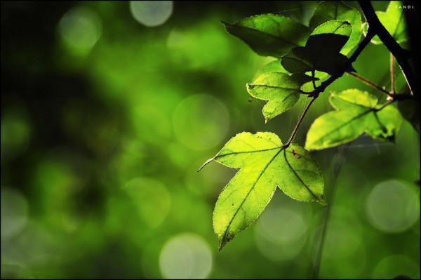 非常女领导(林叶子,莫林森)最近更新