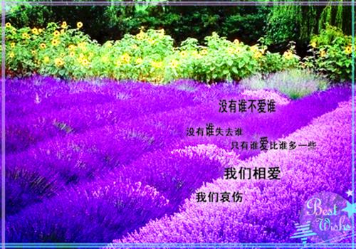 没能成为你的月亮陆予深：免费乔青穗陆予深推荐完本_已完结没能成为你的月亮陆予深：免费（乔青穗陆予深）