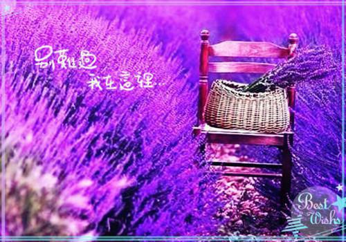 相遇的开始，离别的倒计时：+后续（沈婉顾屿寒）已完结，相遇的开始，离别的倒计时：+后续已完结