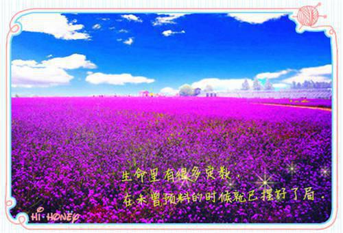 左手亡夫右手财，王妃管杀不管埋免费（如鸢）已完结，左手亡夫右手财，王妃管杀不管埋免费已完结