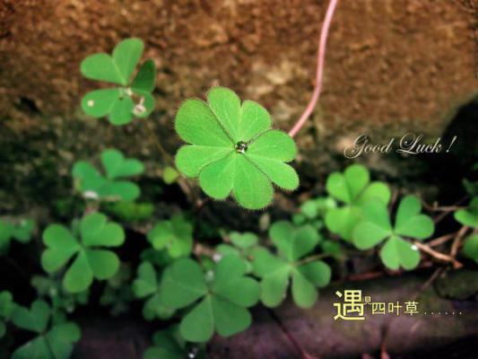 主播要不咱招了吧，你都翻白眼了全文阅读（陈实杨蜜）最新章节_主播要不咱招了吧，你都翻白眼了全文阅读