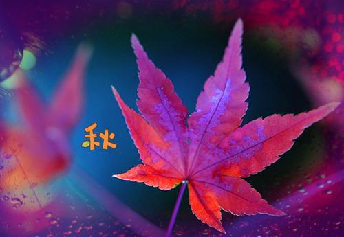 人面桃花长相忆必读文最新章节列表_人面桃花长相忆必读文全文免费阅读(阮雾梨闻砚辞)