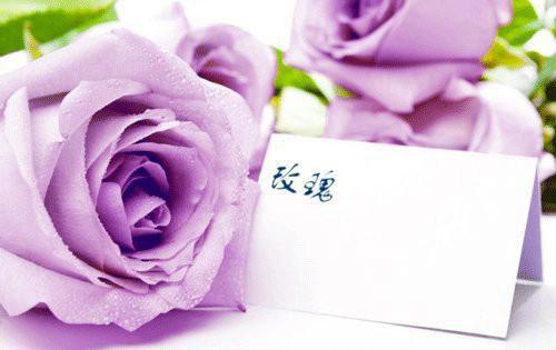 月下梧桐叶，此生最新章节列表_月下梧桐叶，此生全文免费阅读(柳姑娘,沈姑娘,沈清月)