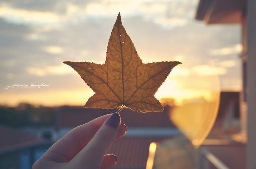 苔藓爬满旧日诺：结局+番外+完本最新小说（顾砚廷慕晚夏）全文阅读