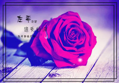 无广告阅读（谢蓁蓁谢执野）白首恨迟暮：精心编著全书无套路阅读