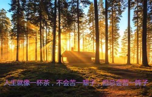 小说国民女神倒追狂撩，我人麻了陆飞苏芷若完结版全文免费阅读