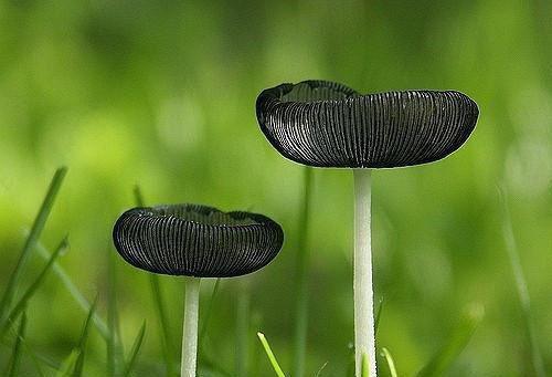 最新章节裙下臣服（岑若齐放）_裙下臣服岑若齐放最新章节