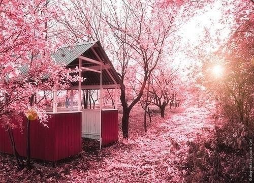 雾散缘尽情连天：林夕雾周宴京推荐完本_已完结雾散缘尽情连天：（林夕雾周宴京）