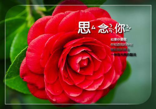 风过南山，爱与愿违：（陆谨言唐婉心）全文免费_（陆谨言唐婉心）风过南山，爱与愿违：后续阅读（陆谨言唐婉心）