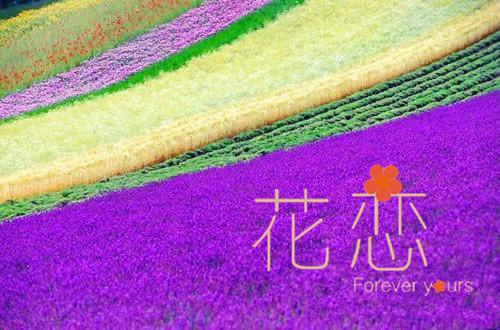 我是恶魔,但我从良了：全文阅读（顾衍苏瑾）最新章节_我是恶魔,但我从良了：全文阅读