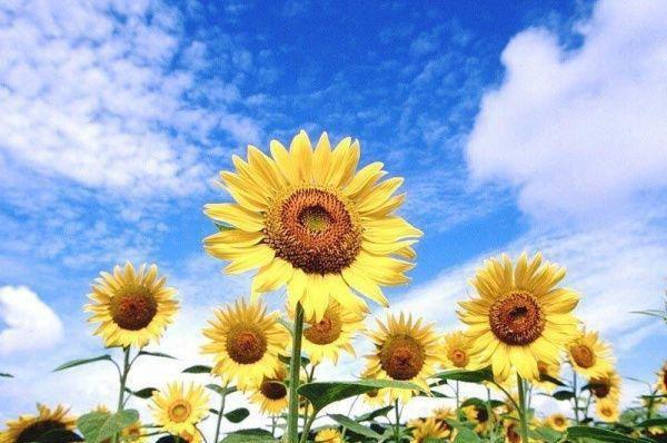 最新章节人面桃花长相忆：结局+番外纯净版（阮雾梨闻砚辞阮见微）_人面桃花长相忆：结局+番外纯净版阮雾梨闻砚辞阮见微最新章节