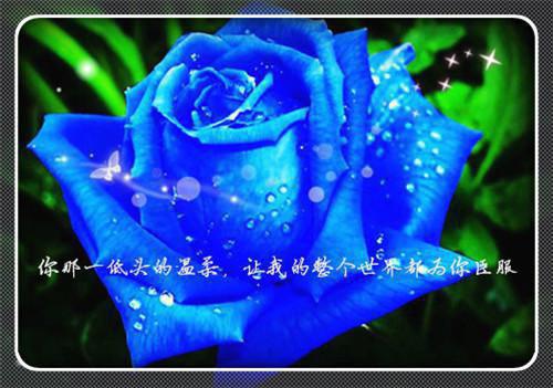 情似繁花渐落：版最新小说（虞薇歌傅晏明）全文阅读