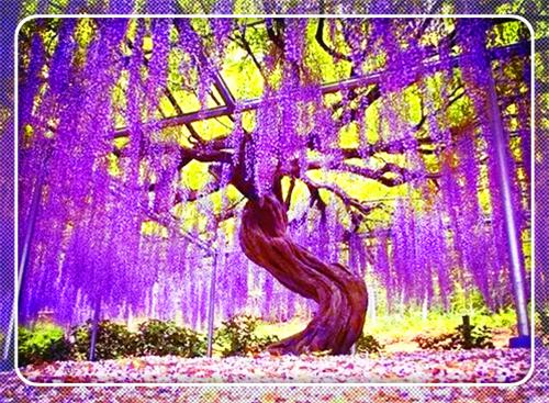 (番外)+(结局)林书意周肆京（愿得两人不相见：结局+番外畅销巨著）全文免费阅读无弹窗大结局_(林书意周肆京)最新章节列表_笔趣阁（愿得两人不相见：结局+番外畅销巨著）
