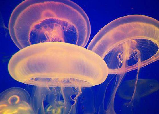 （唐年简希简耀）却道情浅终无缘：结局+番外+完结在线阅读最近更新